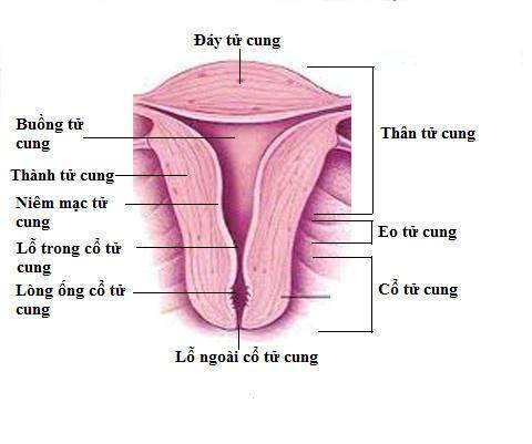 cấu tạo tử cung